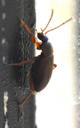 Choleva sp.